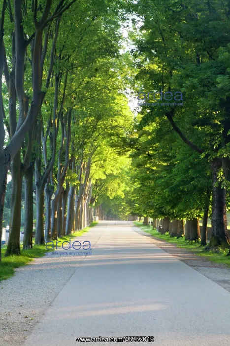 : Europe, Italy, Lucca. Walkway Along the : Europe, Italy, Lucca. Walkway Along the