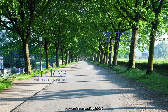 : Europe, Italy, Lucca. Walkway Along the : Europe, Italy, Lucca. Walkway Along the