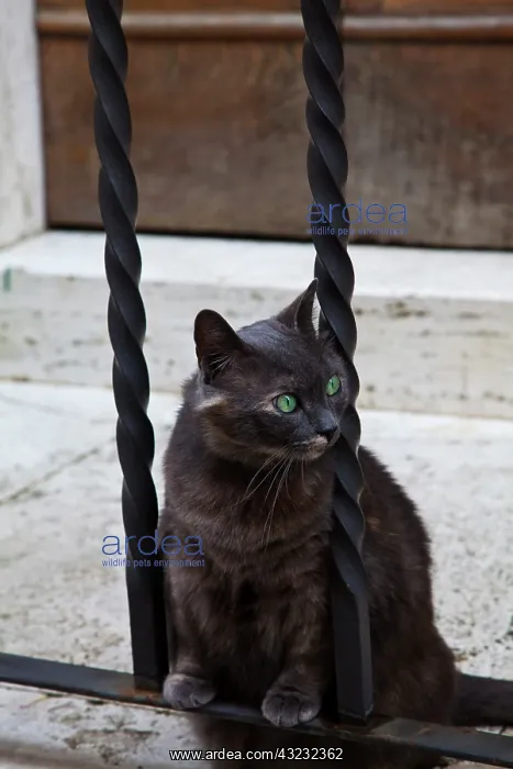 : Europe, Italy, Montepulciano, Green Eyed : Europe, Italy, Montepulciano, Green Eyed