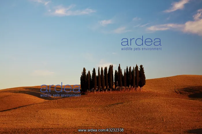 : Europe, Italy, Tuscany : Europe, Italy, Tuscany