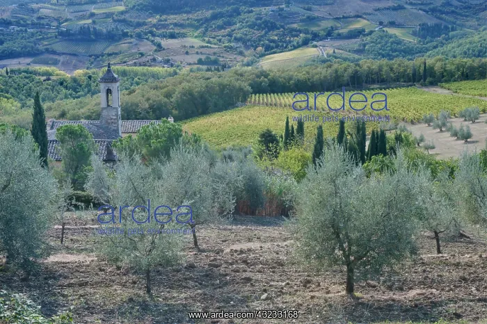 : Europe, Italy, Tuscany, Chianti, Chianti : Europe, Italy, Tuscany, Chianti, Chianti