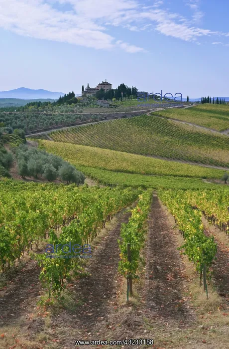 : Europe, Italy, Tuscany, Chianti, Vineyard : Europe, Italy, Tuscany, Chianti, Vineyard