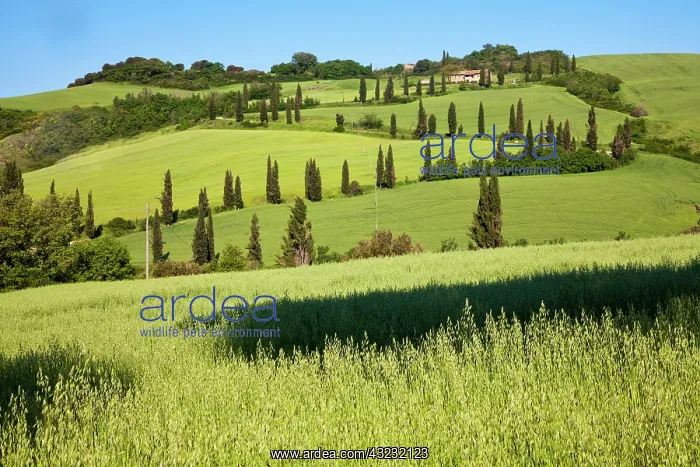 : Europe, Italy, Tuscany. Famous road winding : Europe, Italy, Tuscany. Famous road winding