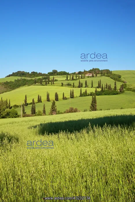: Europe, Italy, Tuscany. Famous road winding : Europe, Italy, Tuscany. Famous road winding