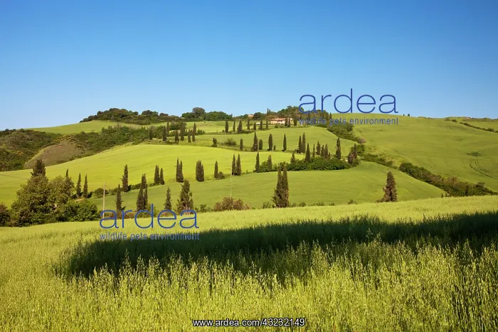 : Europe, Italy, Tuscany. Famous road winding : Europe, Italy, Tuscany. Famous road winding