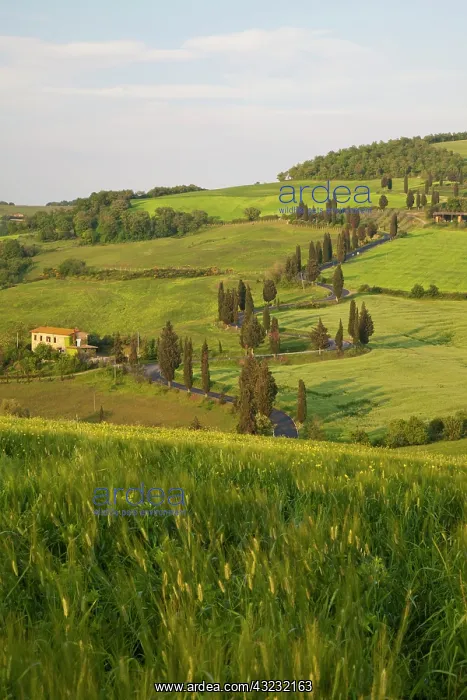 : Europe, Italy, Tuscany. Famous road winding : Europe, Italy, Tuscany. Famous road winding