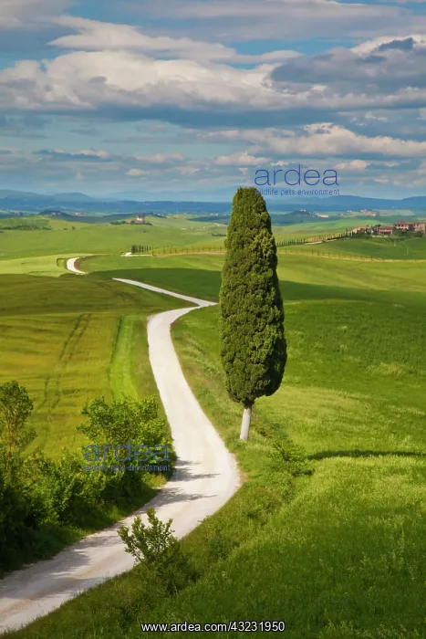  : Europe, Italy, Tuscany. Icon Lone Tree and