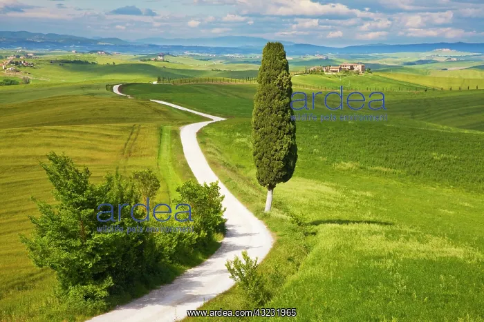  : Europe, Italy, Tuscany. Icon Lone Tree and