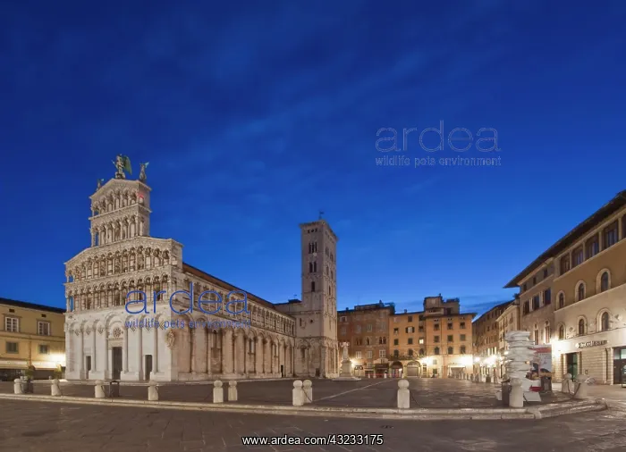 : Europe, Italy, Tuscany, Lucca, Piazza San : Europe, Italy, Tuscany, Lucca, Piazza San