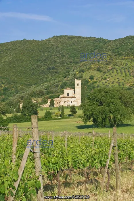 : Europe, Italy, Tuscany, Montalcino, Abbazia : Europe, Italy, Tuscany, Montalcino, Abbazia