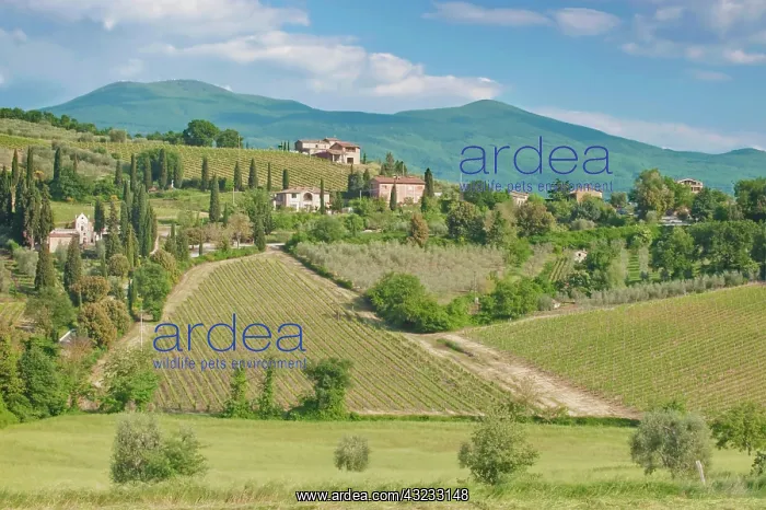 : Europe, Italy, Tuscany, near Montalcino : Europe, Italy, Tuscany, near Montalcino