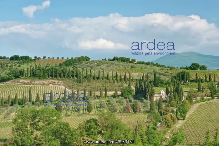 : Europe, Italy, Tuscany, near Montalcino : Europe, Italy, Tuscany, near Montalcino