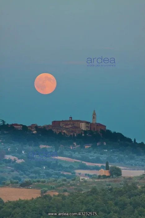 : Europe, Italy, Tuscany, Pienza, Full Harvest : Europe, Italy, Tuscany, Pienza, Full Harvest