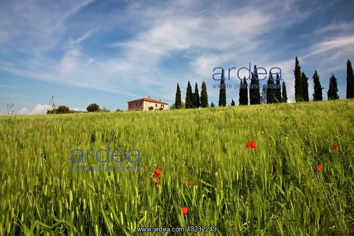 : Europe, Italy, Tuscany. Pienza. Villa with : Europe, Italy, Tuscany. Pienza. Villa with