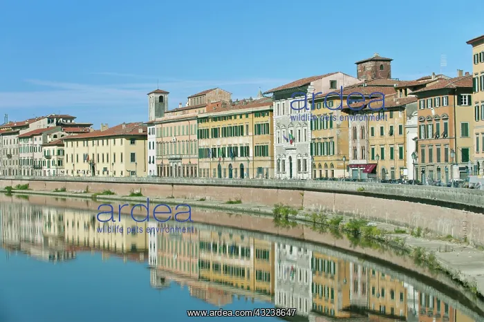 : Europe, Italy, Tuscany, Pisa, Historic District : Europe, Italy, Tuscany, Pisa, Historic District