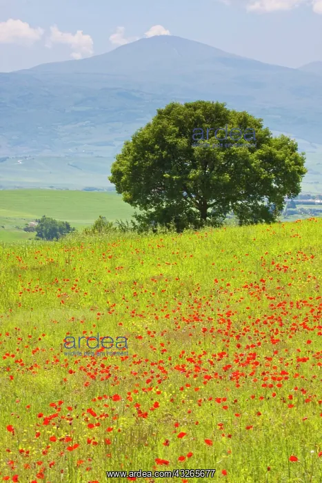 : Europe, Italy, Tuscany. Poppy Field and : Europe, Italy, Tuscany. Poppy Field and