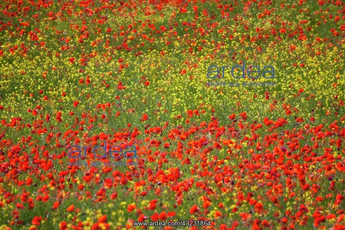 : Europe, Italy, Tuscany. Poppy Fields In : Europe, Italy, Tuscany. Poppy Fields In