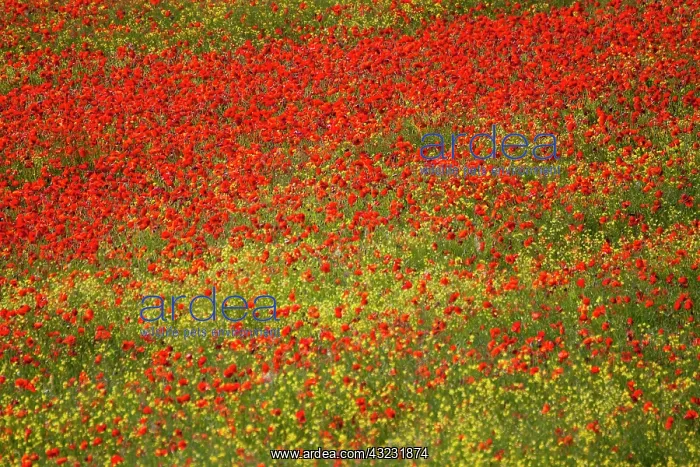 : Europe, Italy, Tuscany. Poppy Fields In : Europe, Italy, Tuscany. Poppy Fields In