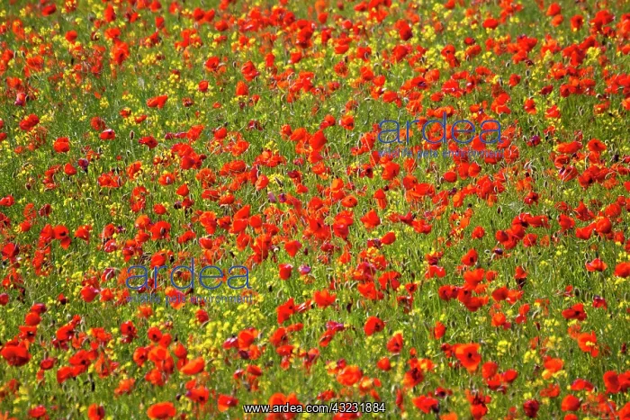 : Europe, Italy, Tuscany. Poppy Fields In : Europe, Italy, Tuscany. Poppy Fields In