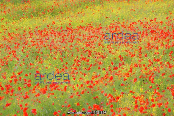 : Europe, Italy, Tuscany. Poppy Fields In : Europe, Italy, Tuscany. Poppy Fields In