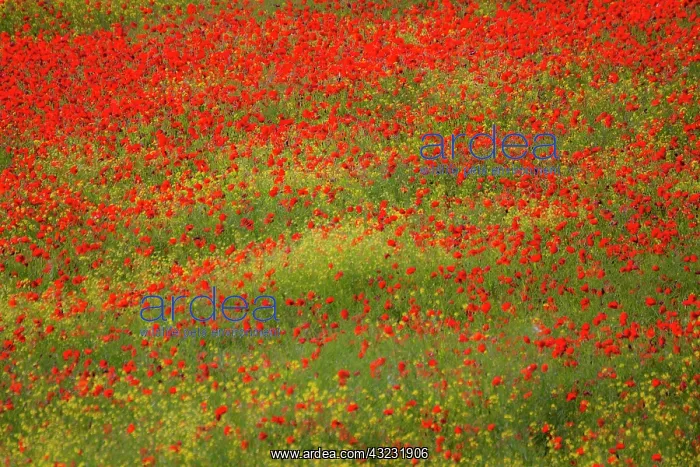 : Europe, Italy, Tuscany. Poppy Fields In : Europe, Italy, Tuscany. Poppy Fields In