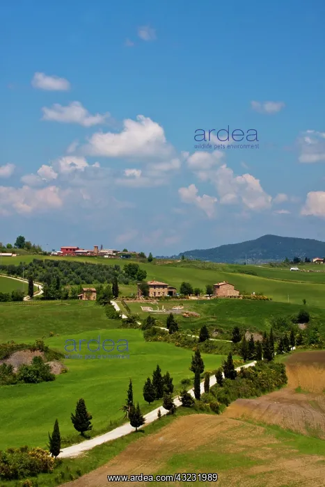 : Europe, Italy, Tuscany. Rolling Hills of : Europe, Italy, Tuscany. Rolling Hills of