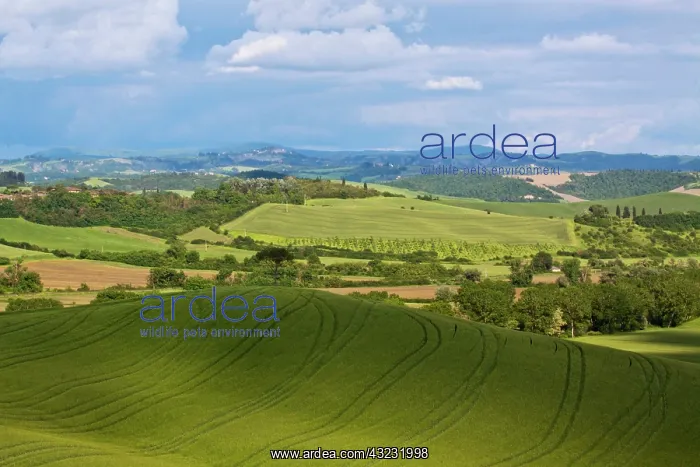 : Europe, Italy, Tuscany. Rolling Hills of : Europe, Italy, Tuscany. Rolling Hills of