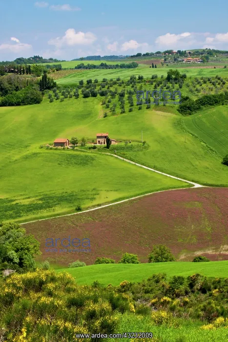 : Europe, Italy, Tuscany. Rolling Hills of : Europe, Italy, Tuscany. Rolling Hills of
