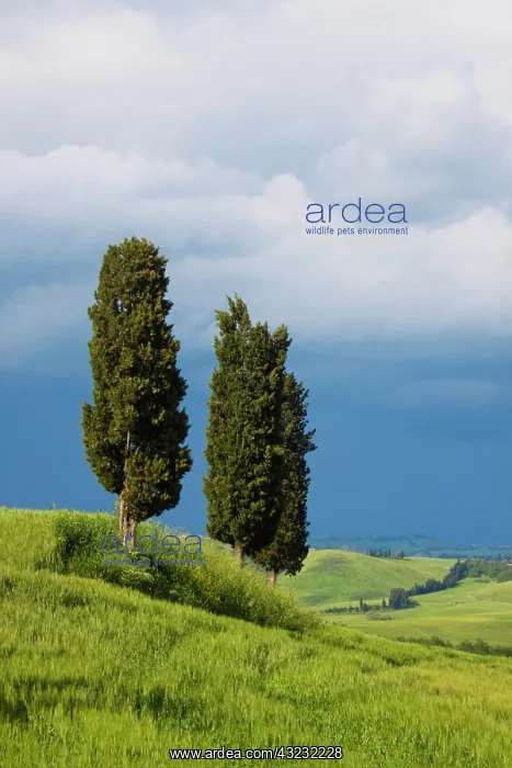 : Europe, Italy, Tuscany. Rolling Hills of : Europe, Italy, Tuscany. Rolling Hills of