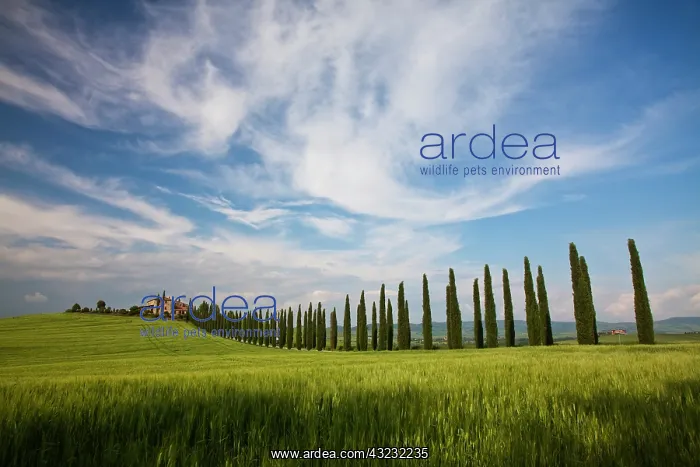 : Europe, Italy, Tuscany. Rolling Hills of : Europe, Italy, Tuscany. Rolling Hills of