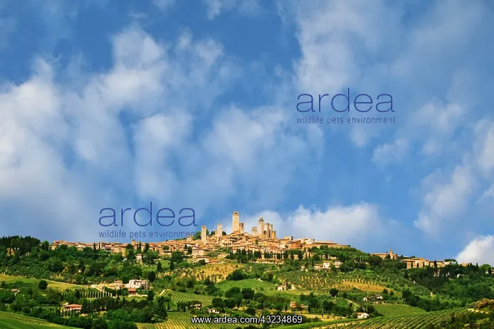 : Europe, Italy, Tuscany, San Gimignano. Vineyards : Europe, Italy, Tuscany, San Gimignano. Vineyards
