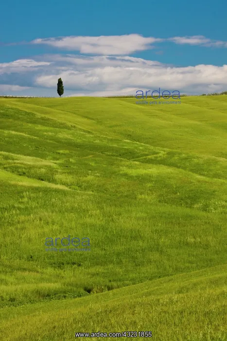 : Europe, Italy, Tuscany. Tuscan Green Rolling : Europe, Italy, Tuscany. Tuscan Green Rolling