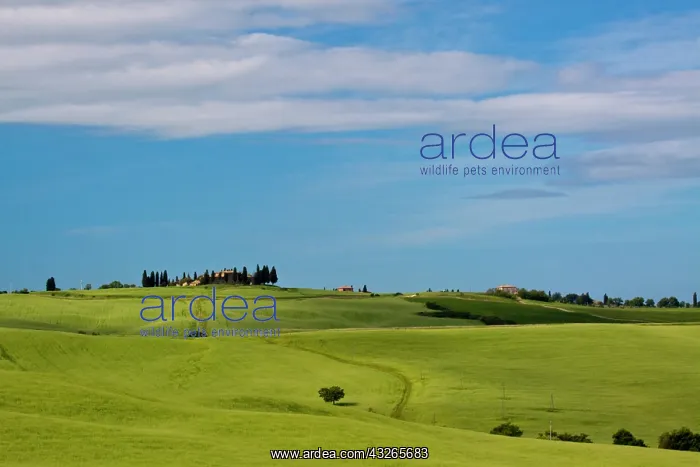 : Europe, Italy, Tuscany. Tuscan Green Rolling : Europe, Italy, Tuscany. Tuscan Green Rolling