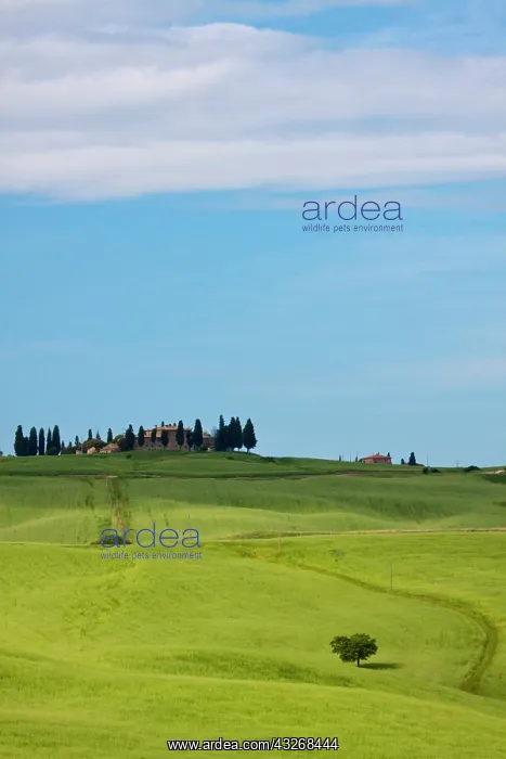: Europe, Italy, Tuscany. Tuscan Green Rolling : Europe, Italy, Tuscany. Tuscan Green Rolling