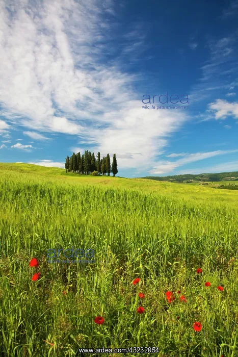: Europe, Italy, Tuscany. Tuscan Hill Side : Europe, Italy, Tuscany. Tuscan Hill Side