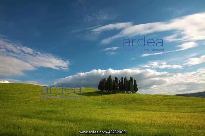 : Europe, Italy, Tuscany. Tuscan Hill Side : Europe, Italy, Tuscany. Tuscan Hill Side