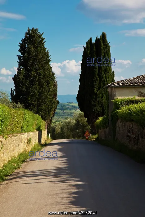  : Europe, Italy, Tuscany. Tuscan Back road