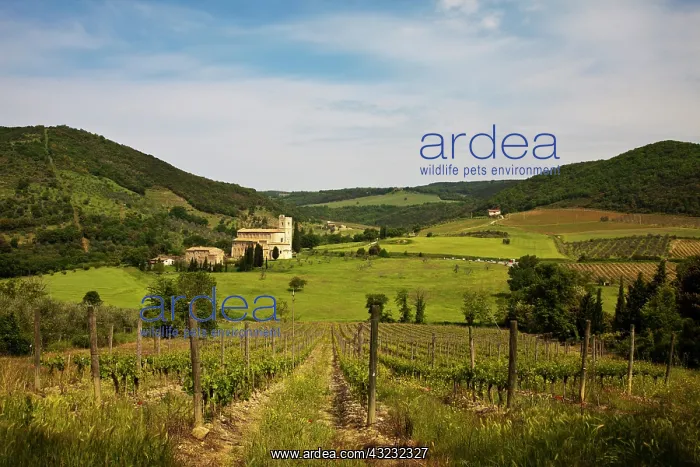 : Europe, Italy, Tuscany. Vineyards leading : Europe, Italy, Tuscany. Vineyards leading