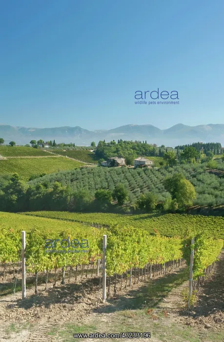 : Europe, Italy, Umbria, near Montefalco : Europe, Italy, Umbria, near Montefalco