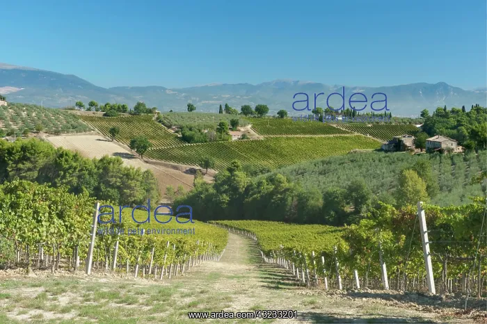 : Europe, Italy, Umbria, near Montefalco : Europe, Italy, Umbria, near Montefalco