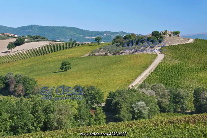 : Europe, Italy, Umbria, near Montefalco : Europe, Italy, Umbria, near Montefalco