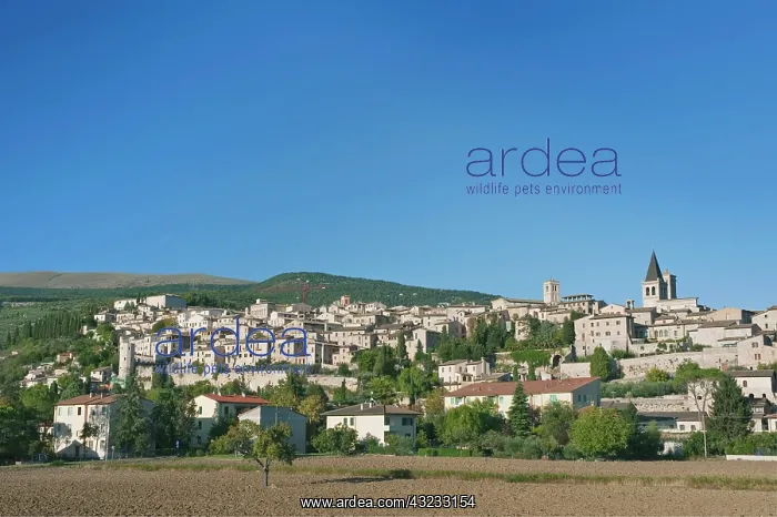 : Europe, Italy, Umbria, Spello Town : Europe, Italy, Umbria, Spello Town