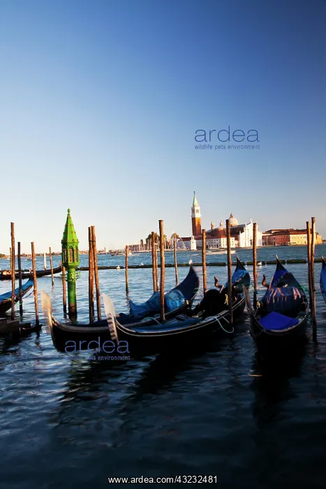 : Europe, Italy, Venice, Gondolas on the Canals : Europe, Italy, Venice, Gondolas on the Canals