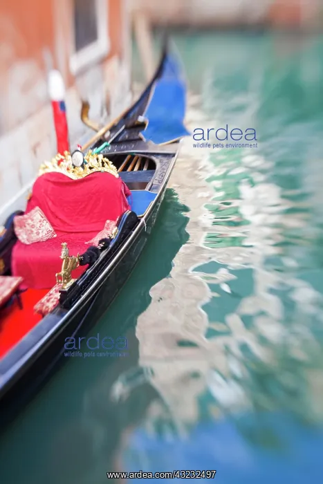 : Europe, Italy, Venice, Gondolas on the Canals : Europe, Italy, Venice, Gondolas on the Canals