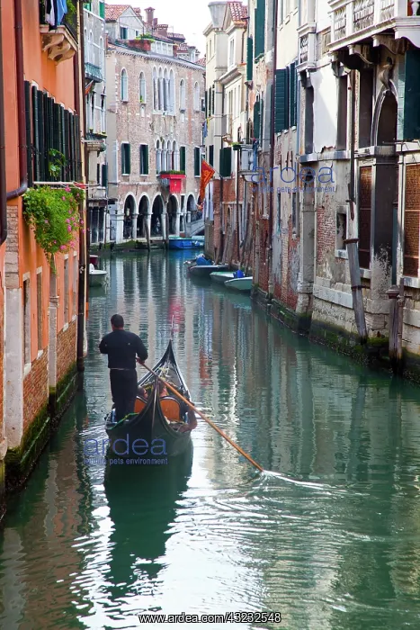 : Europe, Italy, Venice, Gondolas on the Canals : Europe, Italy, Venice, Gondolas on the Canals
