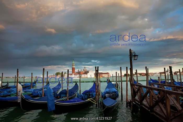 : Europe, Italy, Venice. Gondolas tied up : Europe, Italy, Venice. Gondolas tied up