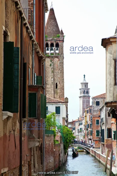  : Europe. Italy. Venice. Gondoliers Traveling