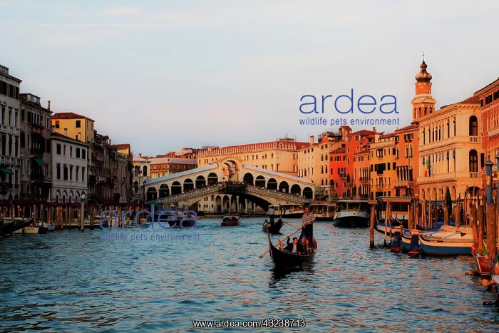 : Europe, Italy, Venice, Grand Canal with : Europe, Italy, Venice, Grand Canal with
