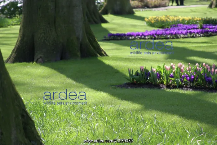 : Europe, Netherlands, Keukenhof Gardens : Europe, Netherlands, Keukenhof Gardens