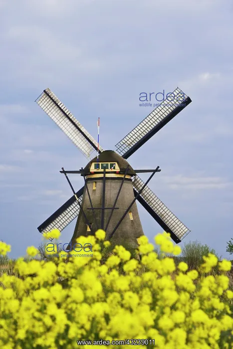 : Europe, Netherlands, Kinderdijk. Windmill : Europe, Netherlands, Kinderdijk. Windmill